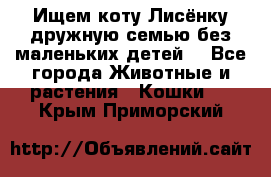 Ищем коту Лисёнку дружную семью без маленьких детей  - Все города Животные и растения » Кошки   . Крым,Приморский